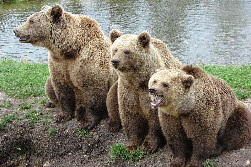 Oso Grizzly vs Oso Kodiak vs Oso Pardo – ¿cuál