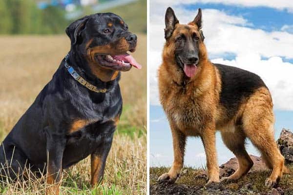 Pastor Alemán vs Rottweiler: 20 Diferencias Que Debes Conocer