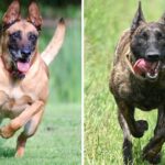 Pastor Holandés Vs. Malinois Belga: Ambos Valientes E Inteligentes, Pero Cuál Es El Adecuado Para Usted Pastor holandés vs. Malinois belga