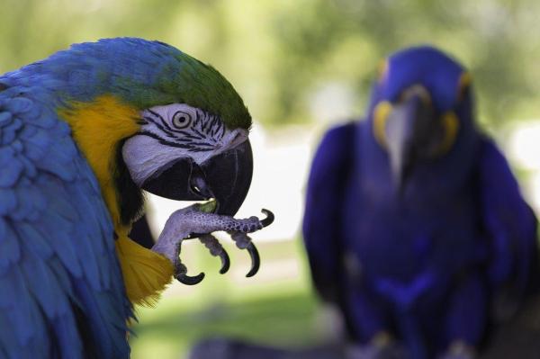 Pododermatitis o Bumblefoot en Aves - Causas de la pododermatitis en aves