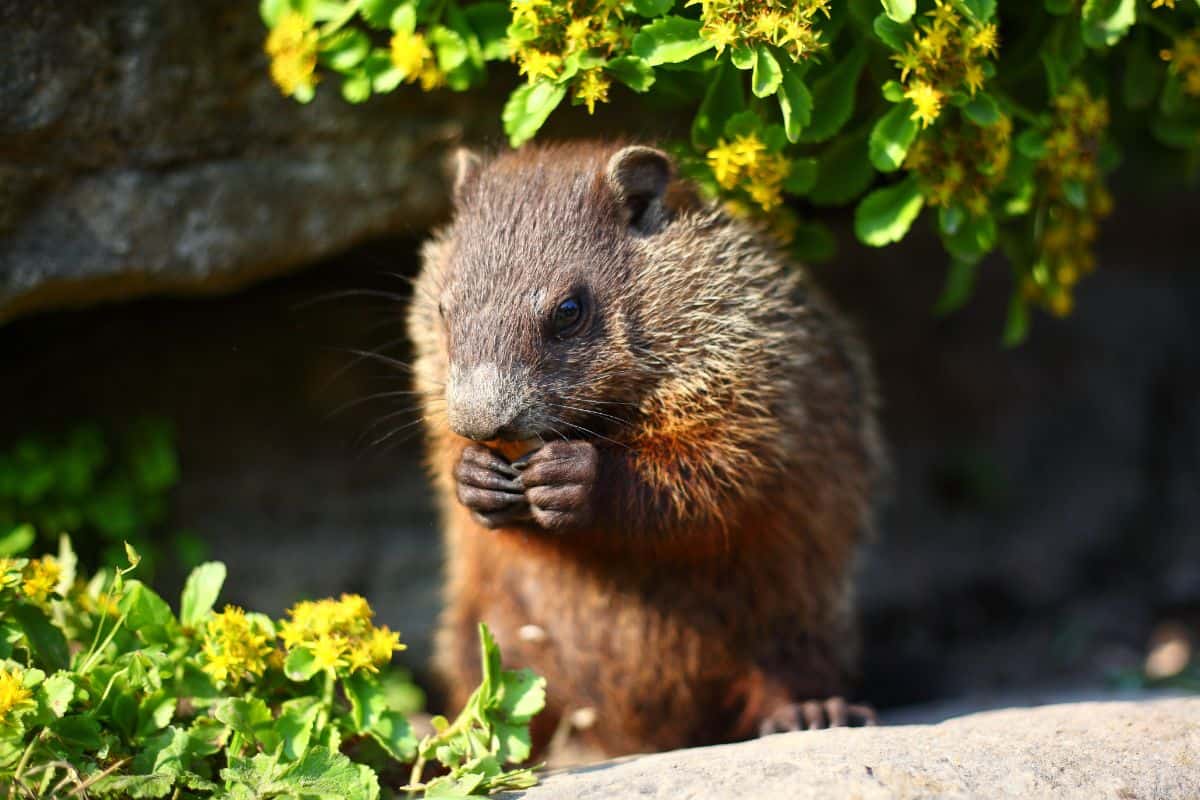 Qué Alimentar a Las Marmotas en La Cocina