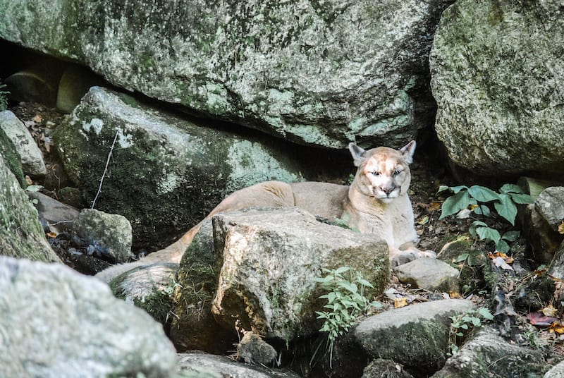 Qué Hacer Si Te Encuentras Con Un Puma – 8