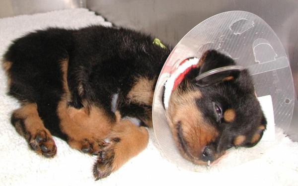 Razas de perros más susceptibles al parvo: Rottweiler
