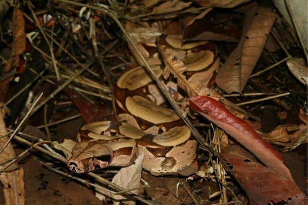 Boa constrictor deslizándose