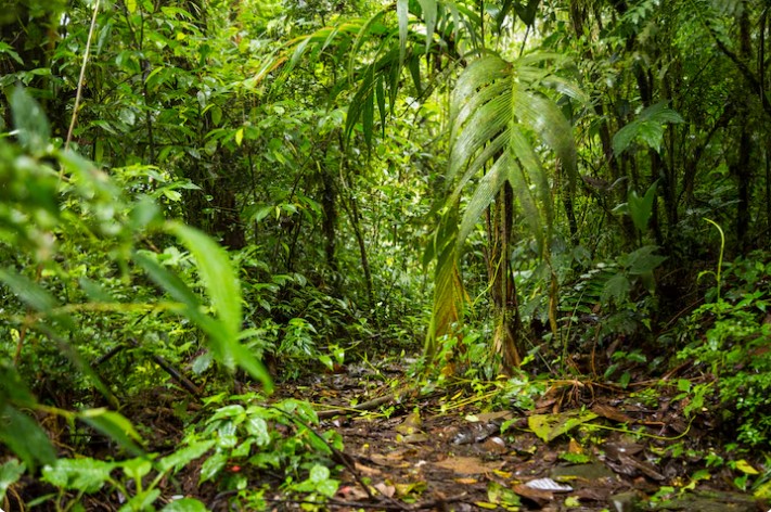 Selvas Tropicales Del Mundo