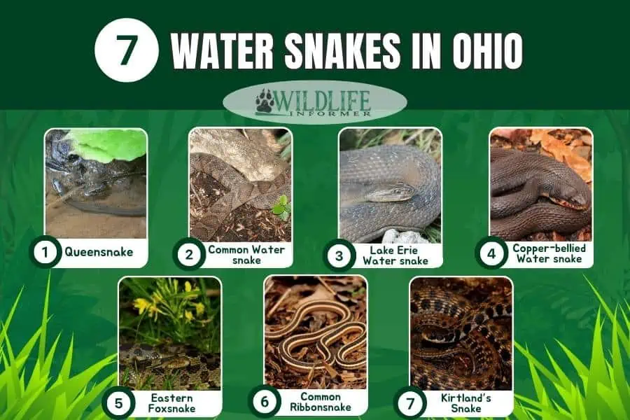 Collage de fotos de serpientes de agua en Ohio