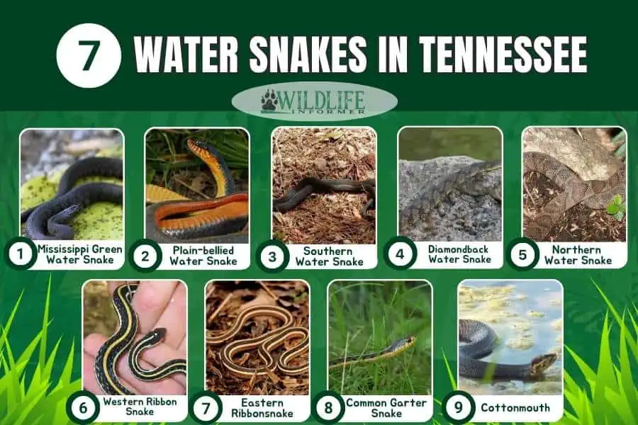 Collage de fotos de serpientes de agua en Tennessee