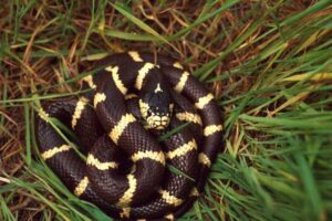 Serpientes Que Se Comen a Otras Serpientes (10 Especies)
