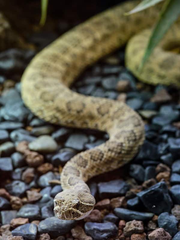 serpiente de cascabel hopi