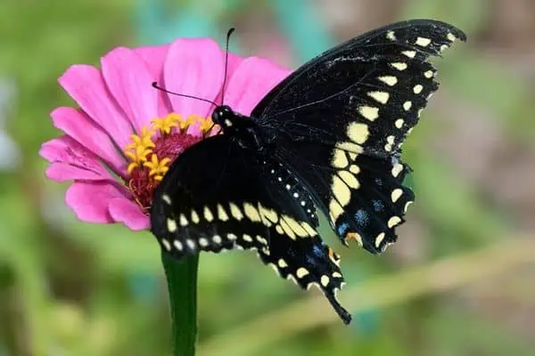 Cola de golondrina negra oriental