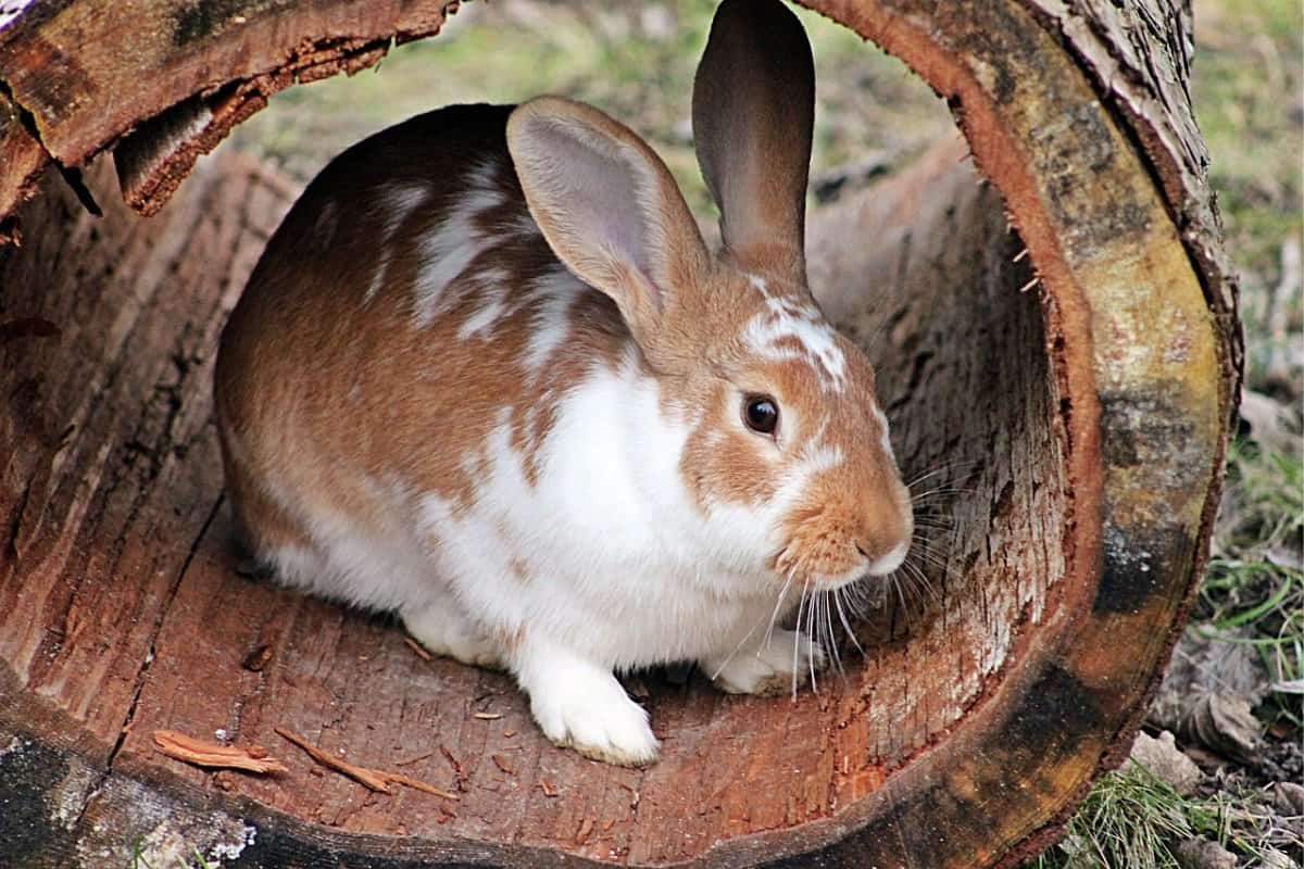 Simbolismo Del Conejo (significados E Interpretaciones Espirituales)