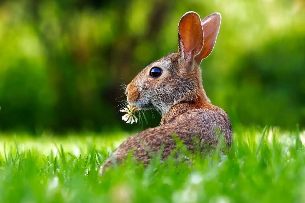 Conejo comiendo flor