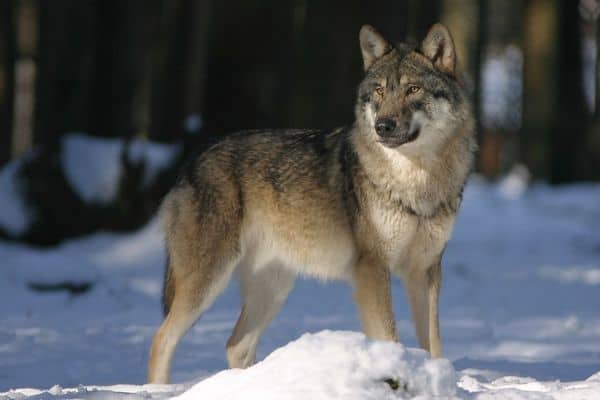 Lobo parado en la nieve