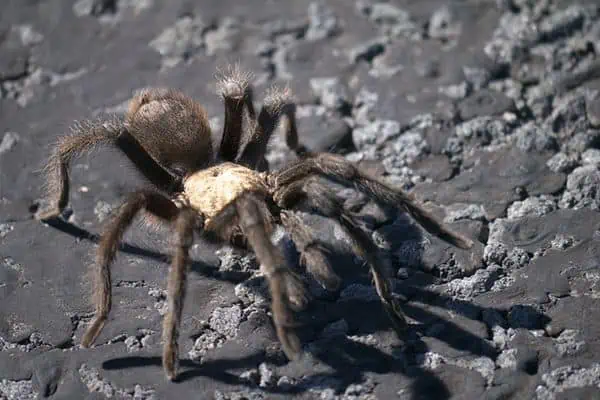 Aphonopelma hentzi