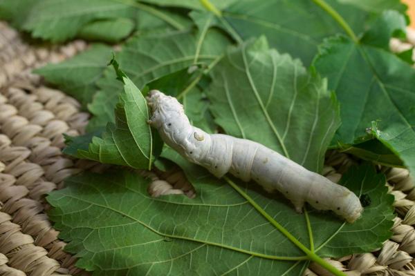 Tipos de gusanos de seda - Razas y especies - Polilla doméstica del gusano de seda (Bombyx mori)