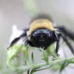 Todo Lo Que Necesitas Saber Sobre La Abeja Carpintera Todo Lo Que Necesitas Saber Sobre La Abeja Carpintera