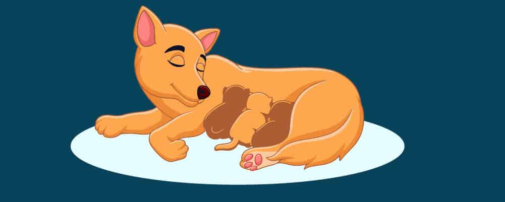 Una perrita amamantando a sus cachorros
