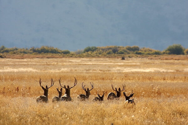 Venado bura