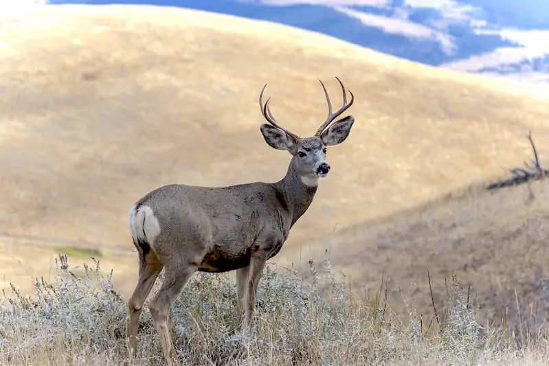 Ciervo bura macho con astas de pie en la ladera