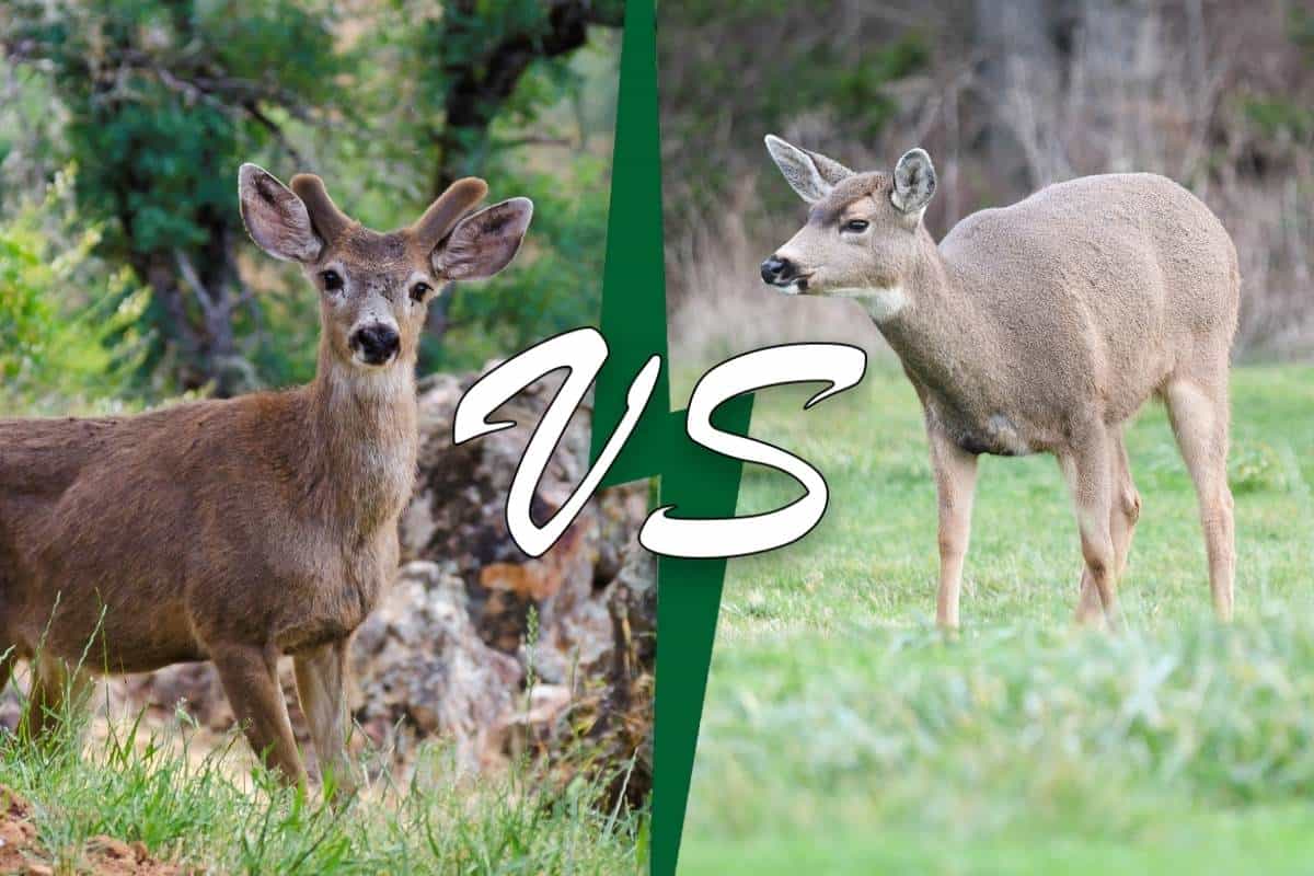 Venado Bura Vs. Venado Cola Negra (8 Diferencias)