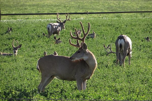 Venado bura