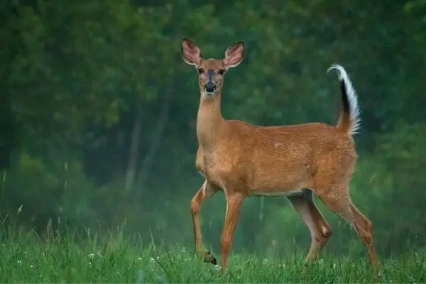 Venado cola blanca en pastizales