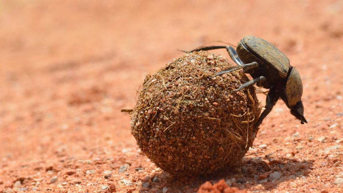 ¡8 De Los Insectos Más Fuertes Del Planeta!