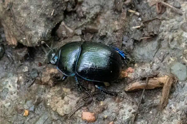 Insecto escarabajo pelotero