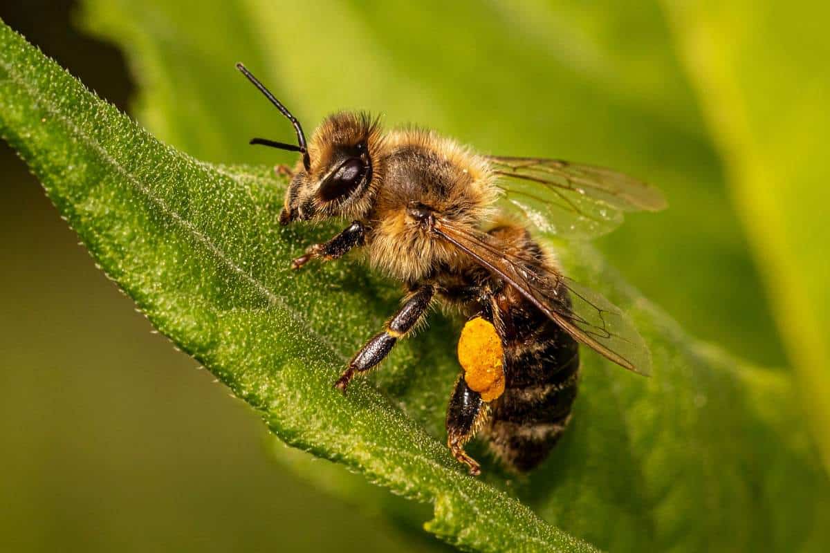 ¿adónde Van Las Abejas en Invierno? (explicado)