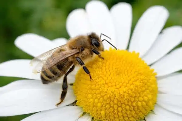 Abeja sobre una flor de manzanilla