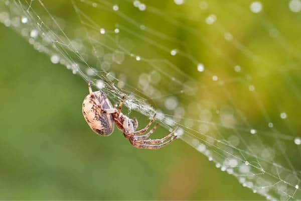 Araña en su telaraña