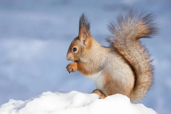 Ardilla roja sentada en la nieve