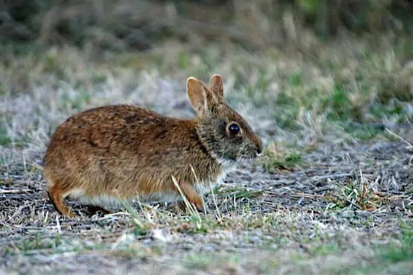 Conejo de pantano