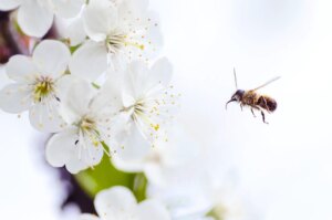 ¿cómo Se Defienden Las Abejas Sin Aguijón?