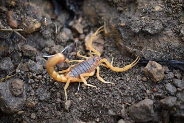 Escorpión rojo indio en el suelo