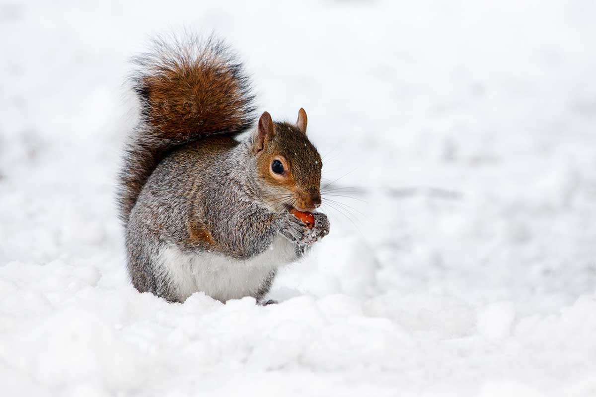 ¿cómo Sobreviven Las Ardillas en Invierno (6 Formas)?