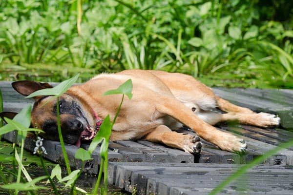 ¿con Qué Frecuencia El Malinois Belga Entra en Celo? Conozca