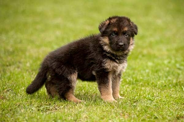 ¿con Qué Frecuencia Hacen Caca Los Cachorros De Pastor Alemán?