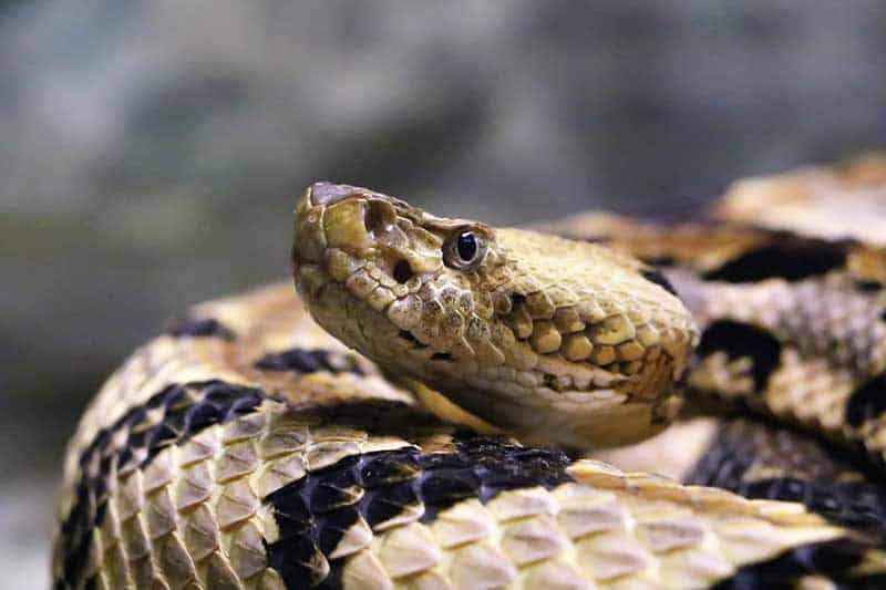 ¿cuándo Son Más Activas Las Serpientes De Cascabel?