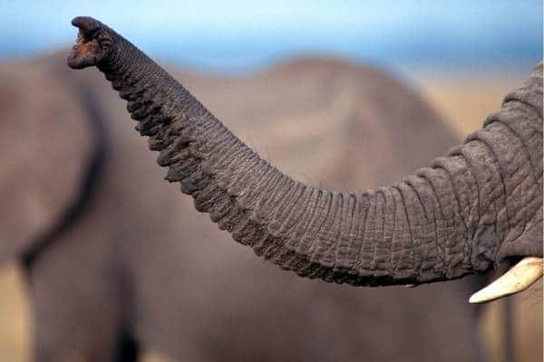 Trompa de elefante africano