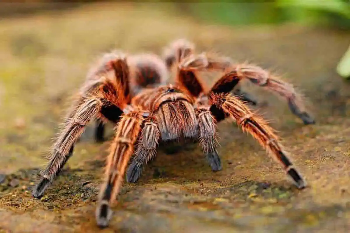 tarántula araña