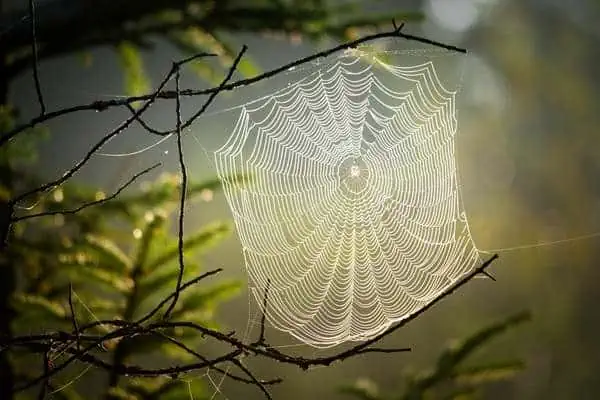 telaraña de araña