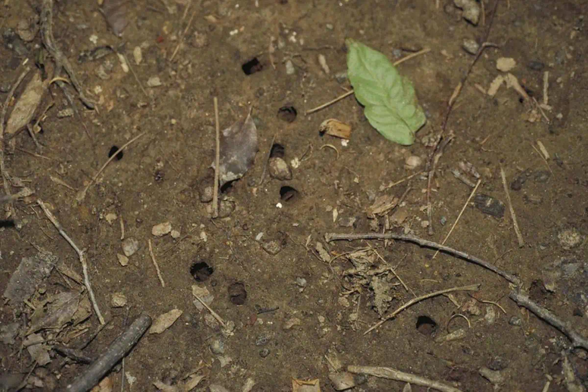 agujeros de cigarra