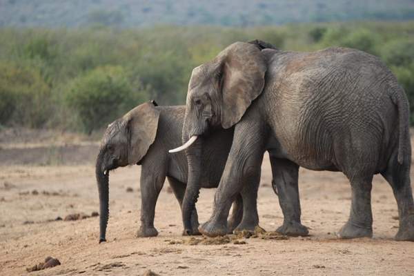 Elefante con cachorro en la arena