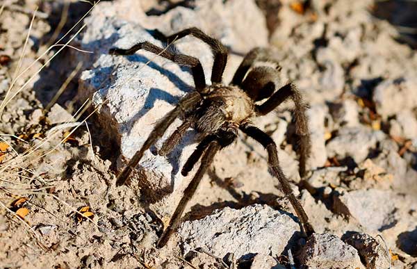 tarántula del desierto