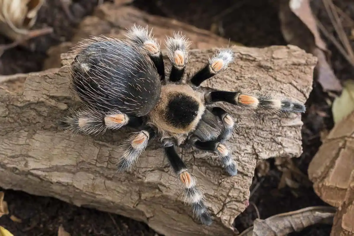 tarántula de rodillas rojas de cerca