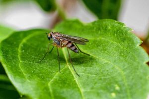 ¿el Aceite De árbol De Té Repele a Los Mosquitos?
