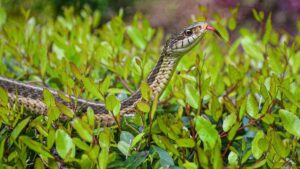 ¿es Bueno Tener Serpientes De Liga en Su Jardín?