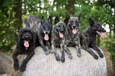 Pastor-holandés como perro guardián