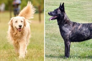 ¿es La Mezcla De Pastor Holandés Y Golden Retriever Un